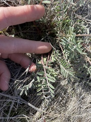 Astragalus eremiticus
