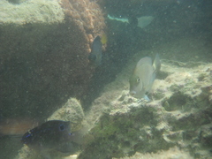 Acanthurus chirurgus