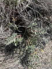 Astragalus eremiticus