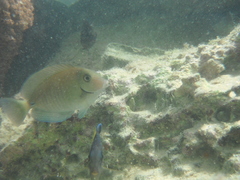 Acanthurus chirurgus