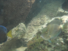 Acanthurus chirurgus