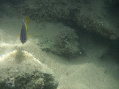 Stegastes variabilis