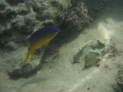 Stegastes variabilis