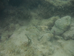 Epinephelus adscensionis