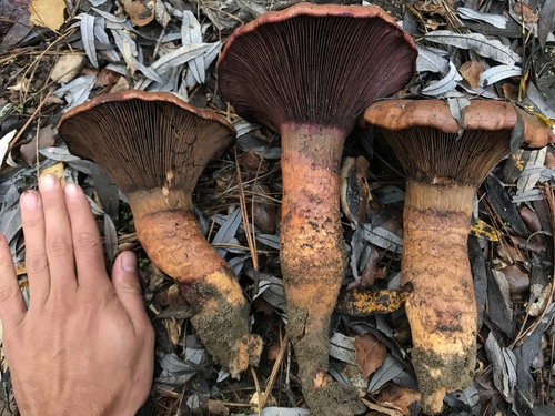 Chroogomphus pseudovinicolor
