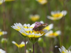 Schinia pulchripennis