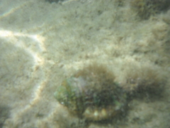 Gutturnium muricinum