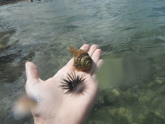 Cymatiidae
