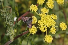 Schinia pulchripennis