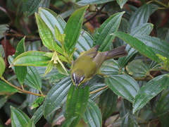Thlypopsis superciliaris