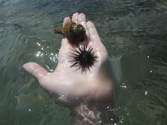 Cymatiidae