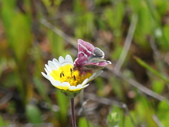 Schinia pulchripennis