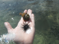 Cymatiidae