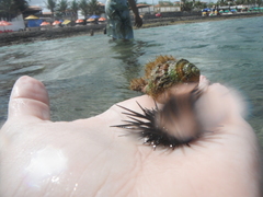 Cymatiidae