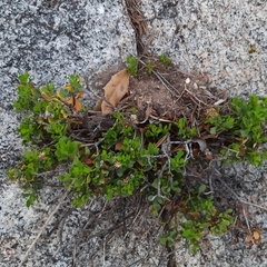 Ericameria cuneata