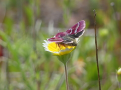Schinia pulchripennis