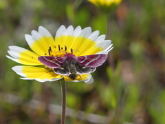 Schinia pulchripennis