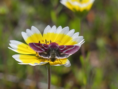 Schinia pulchripennis