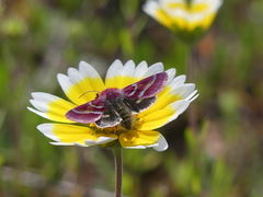 Schinia pulchripennis
