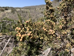 Juniperus arizonica