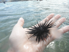 Echinometra lucunter