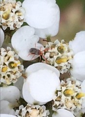 Erythraeoidea