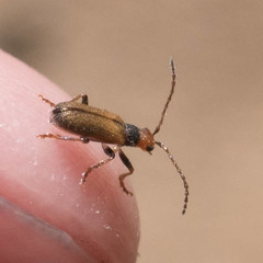 Syneta