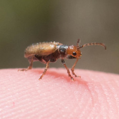 Syneta