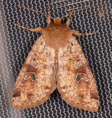 Orthosia rubescens