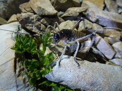 Deinacrida connectens