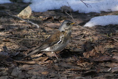 Turdus pilaris