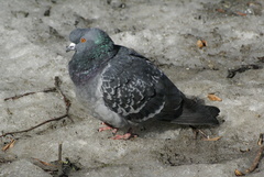 Columba livia domestica