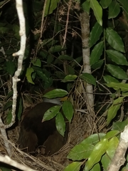 Aramides albiventris