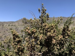 Juniperus arizonica