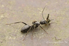 Camponotus concavus