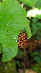 Pseudatteria leopardina