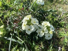 Erysimum concinnum