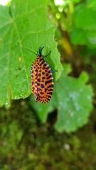 Pseudatteria leopardina