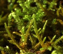Thuidiopsis sparsa