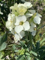 Erysimum concinnum