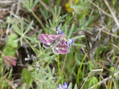 Schinia pulchripennis