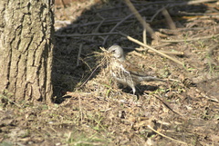 Turdus pilaris