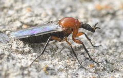 Dilophus occipitalis