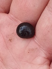 Cynotelopus notabilis