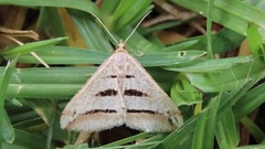 Chiasmia subcurvaria