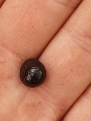 Cynotelopus notabilis