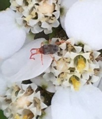 Erythraeoidea