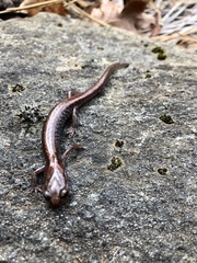 Plethodon asupak
