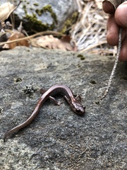 Plethodon asupak