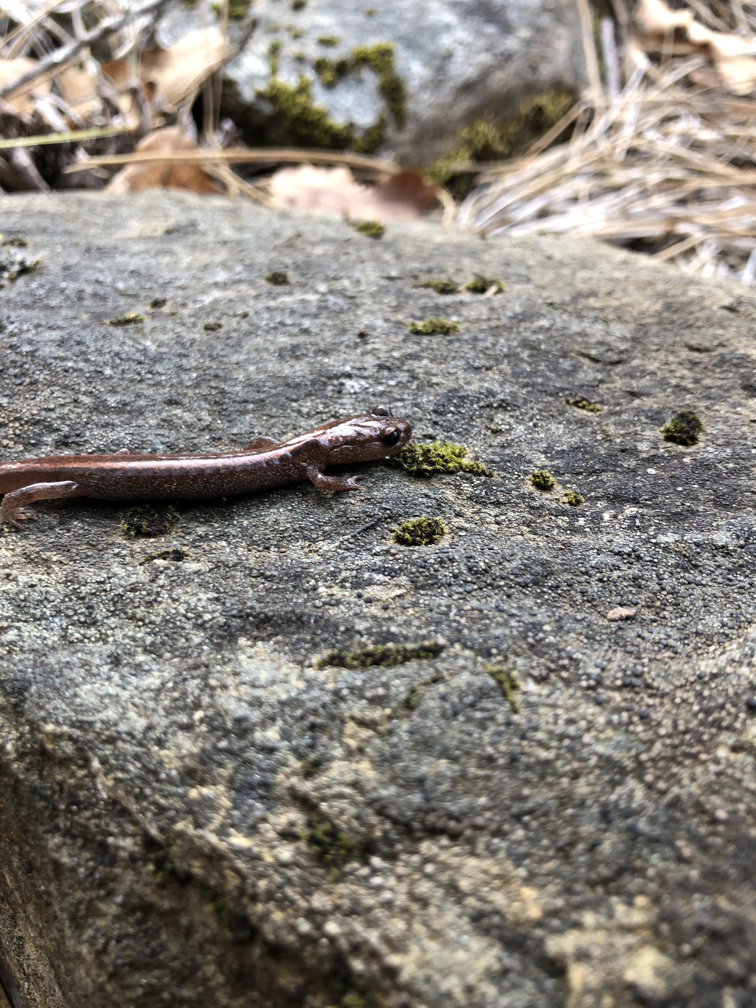 Plethodon asupak Mead, Clayton, Nauman, Olson & Pfrender, 2005